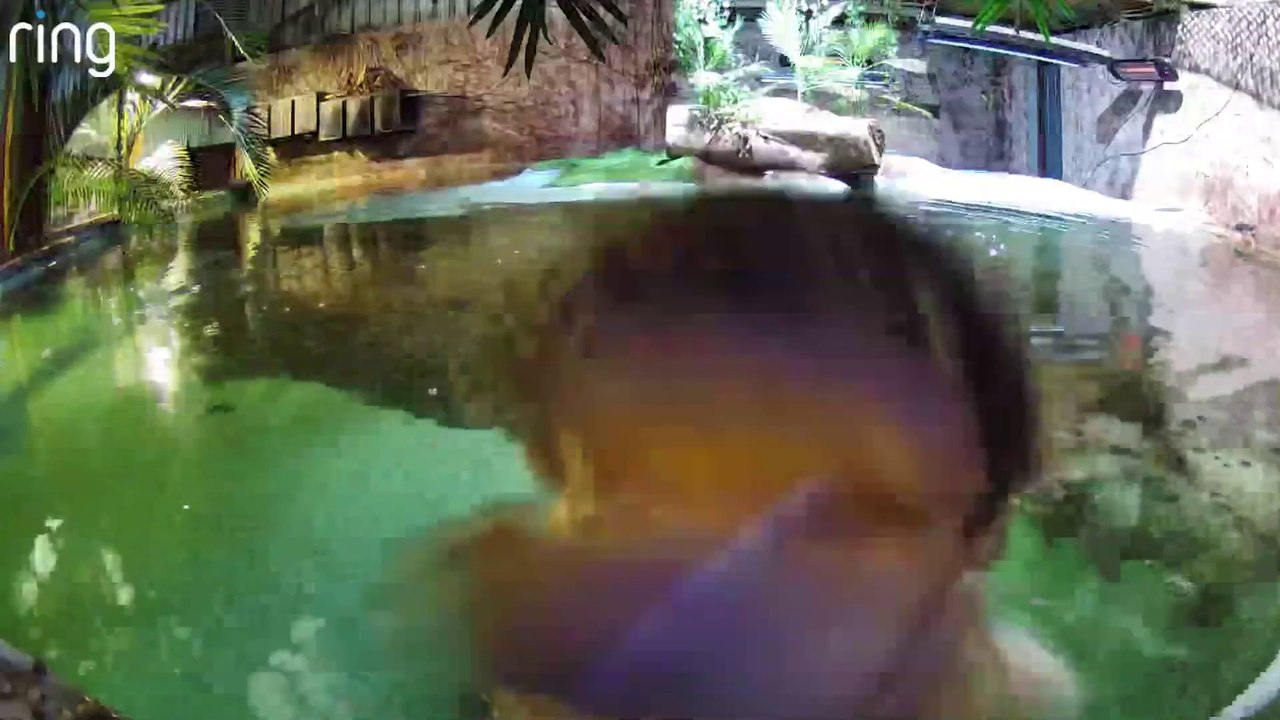 Battle the alligator attacks camera with 80-teeth strong bite