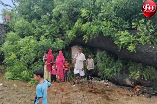 Watch Video : मकानों पर गिरा नीम का पेड़, कोई हताहत नहीं, एक बकरी मरी