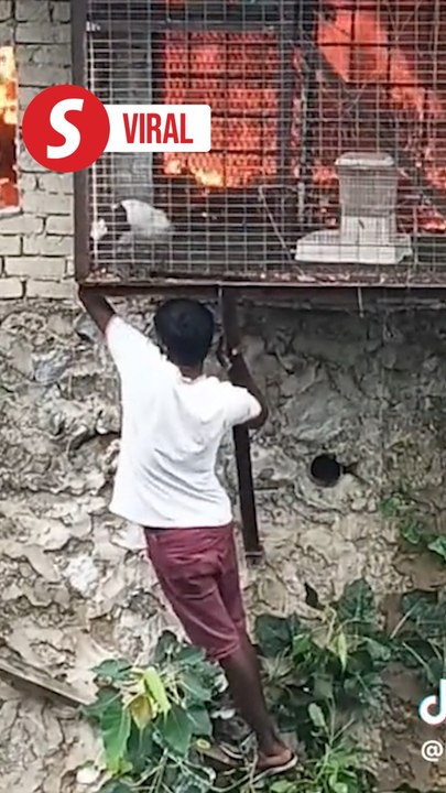 Brave boy saves rabbits from fire