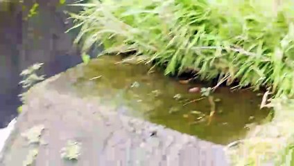 Duckling in danger! Mother won't abandon baby, family reunited