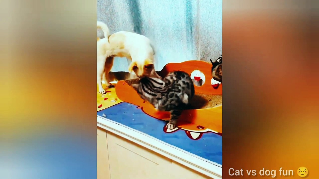 funny animal videos