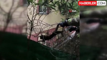 Kartal'da dikenli tellere sıkışan kedi böyle kurtarıldı