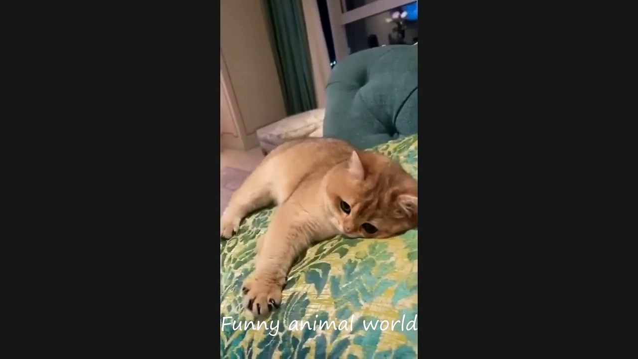 funny videos