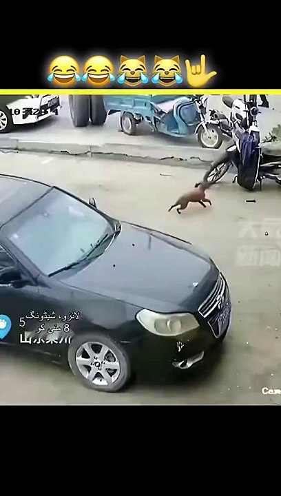 Funny video