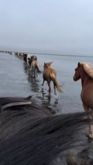 "Horses Going For a Beach Ride In Iceland Follow For  More Videos Have Trendingreels"...!!