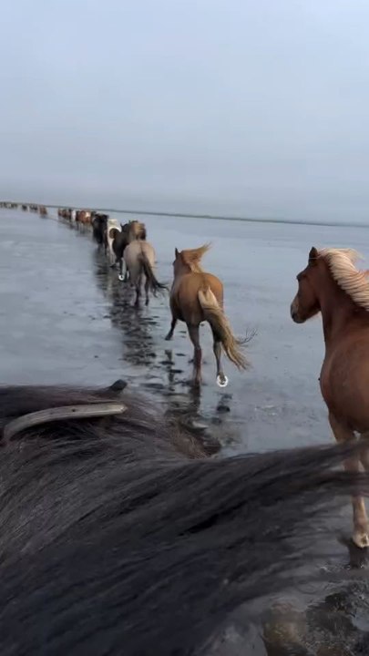 "Horses Going For a Beach Ride In Iceland Follow For  More Videos Have Trendingreels"...!!