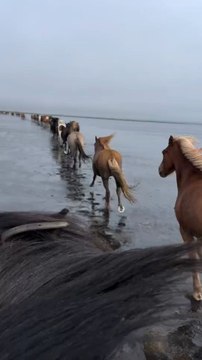 Horses Going For a Beach Ride In Iceland Follow For More Videos Have Trendingreels ...!!