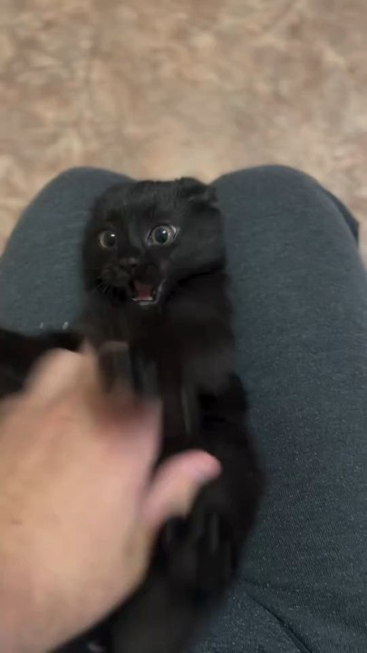 "The Cat Are Very Cute Happiness Smiling Follow For More Videos Have Trendingreels"...!!