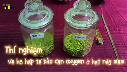 Sinh 11 - Bài 7 Thực hành Một số thí nghiệm về hô hấp ở thực vật