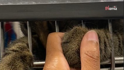 Ce chat jette son dévolu sur une personne au refuge : ils restent bouche bée devant son plan farfelu (vidéo)