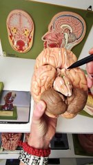 Visual pathway injuries