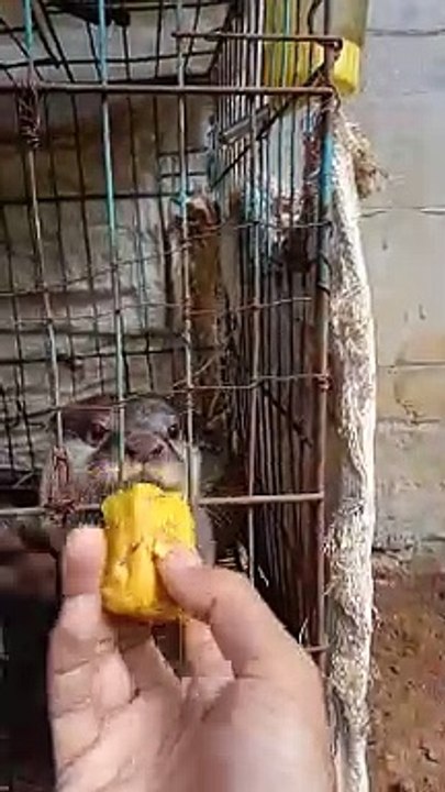 Otter makan makan