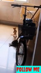 Cute cate stand krowing #naturalbeauty933#natural#beauty