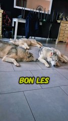 Le calme ne dure pas bien longtemps avec mes loulous.