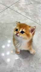 Cat beautiful cat nice cat baby nice #naturalbeauty933#beauty#natural#nice#beautifulcat#nice#cat#cutecate#hotvideo#news#foryou#trend#trwndingvideo#dailymotion