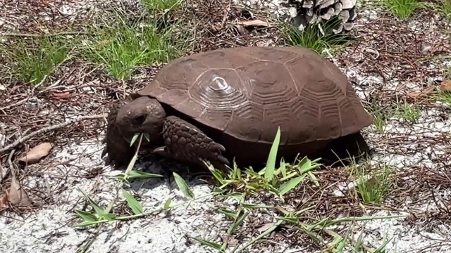 Gopher Tortoise Up Close