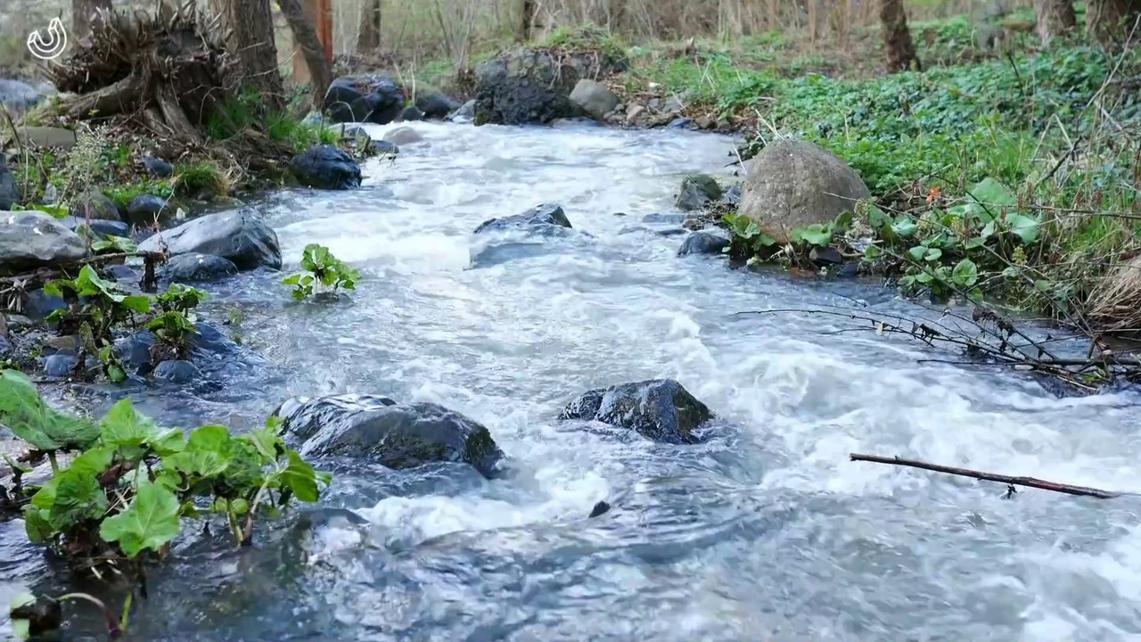 ASMR - Sound of Flowing River and chirping bird sound