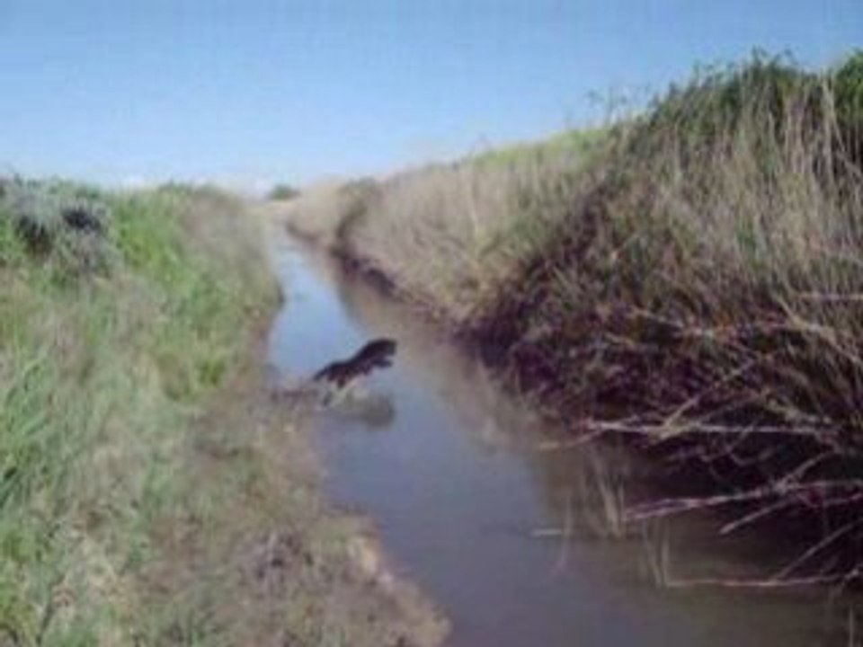 Black Pearl avril 08 Labrador Mazet de la Crau