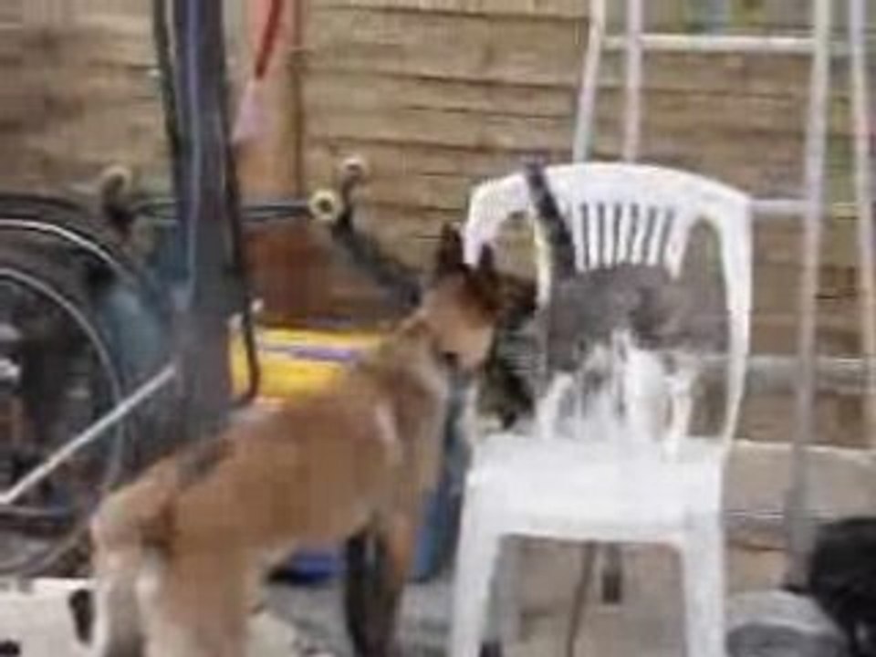 chien
