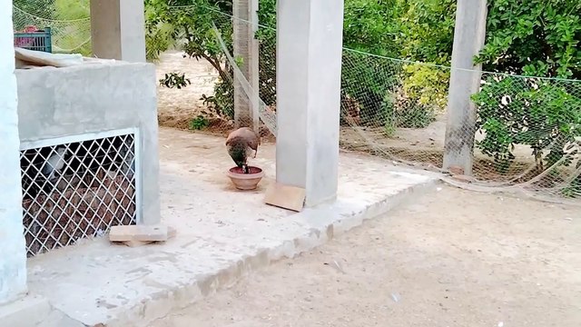 Bird's heaven peacocks pigeons chakor hens chicks