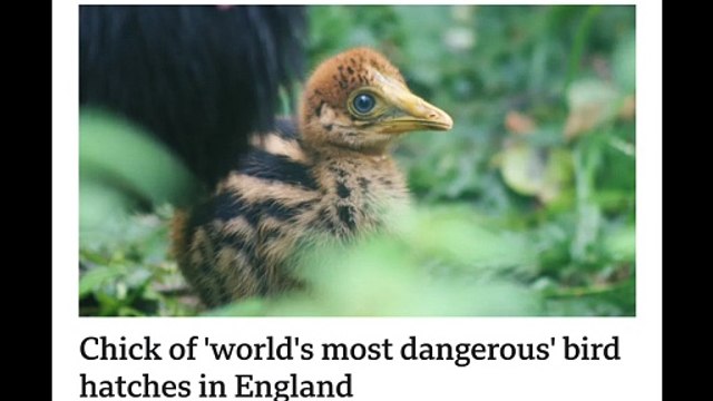 Chick of 'world's most dangerous bird' hatches in Cotswolds | Hot world breaking news | Google news | BBC London news