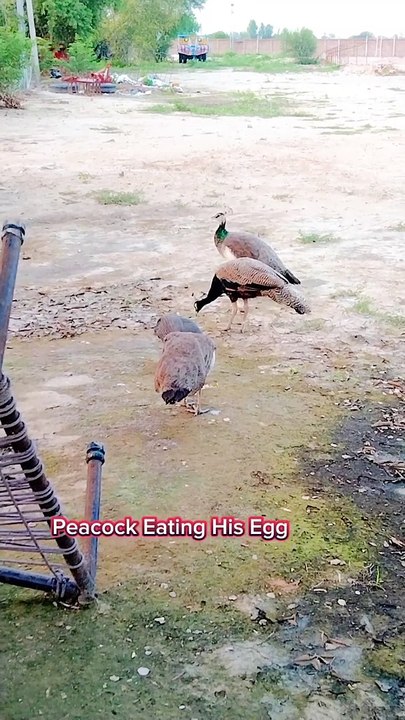 Peacock mother eating her egg 