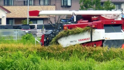 Rice Harvest Begins in Japan
