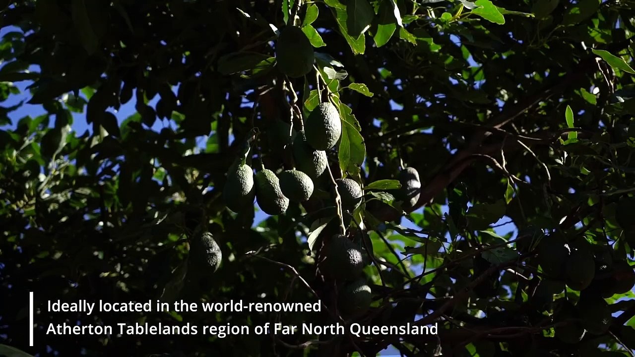 Paddys Green Horticulture Portfolio, Mareeba, Qld | September 9, 2024 | Farmonline