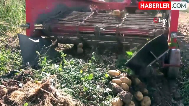 Yüksek verim ve kaliteye rağmen patates üreticileri tarla satış fiyatını düşük buldu