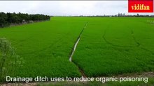 Techniques to limit organic poisoning in rice