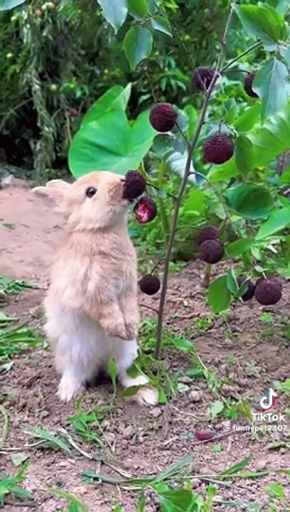 Funy video