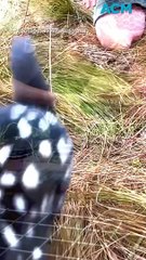 Innovative ‘turtle-tunnels’ keep turtles and eastern quolls safe