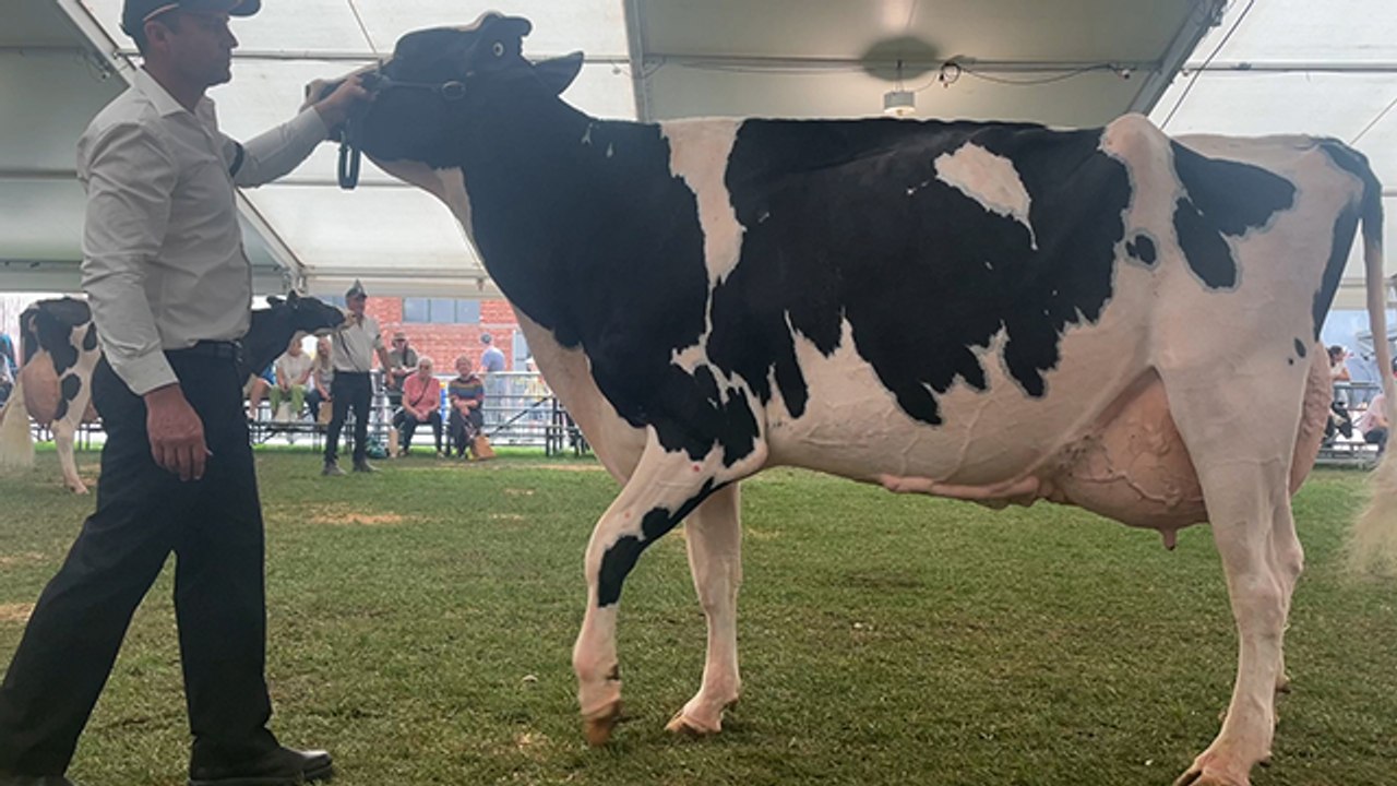 Holstein feature breed | Stock Journal