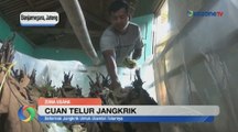 Telur Jangkrik Jadi Lahan Bisnis Menggiurkan