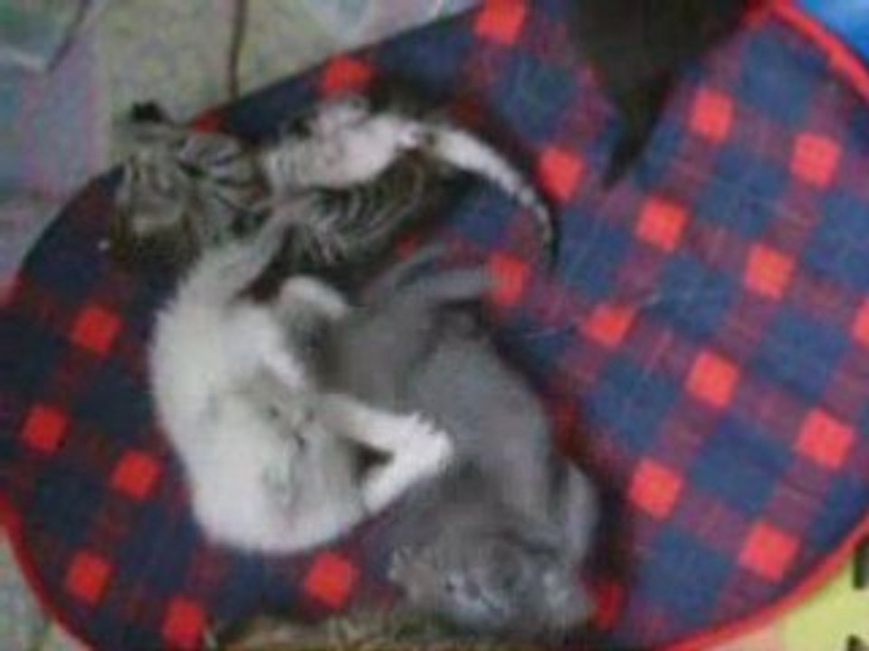 Les chamailles chatons