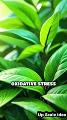 Unlock the Benefits of Green Tea Daily