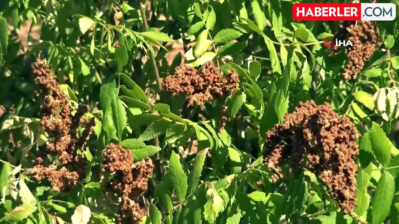 Gercüş'te sumak hasadı