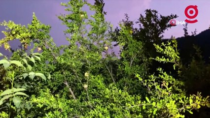 Tescilli narda çiftçilerin domuz nöbeti