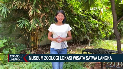 Mengintip Koleksi Langka di Museum Zoologi Bogor: Dari Kerangka Paus Biru hingga Fosil Serangga