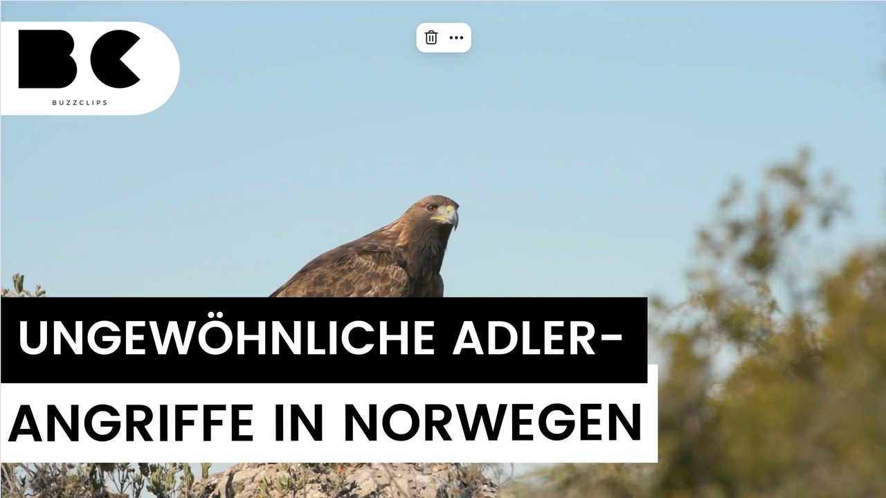 Dramatischer Vorfall in Norwegen: Adler greift kleines Mädchen an