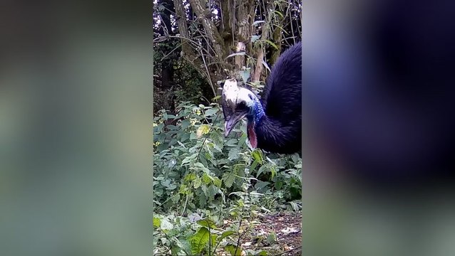 ‘World’s deadliest chick’ hatches at Cotswolds wildlife park for first time