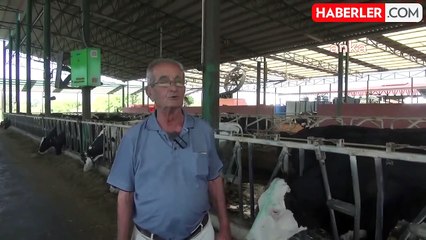 Aydın Süt Üreticileri Zor Durumda: Maliyetler Artıyor, Destekler Yetersiz