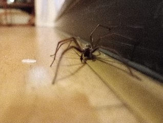 Giant House Spider in Ireland 🕷️