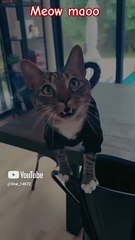 Meow meow  #shorts #love #cute #music #cat #love  @Star_14672