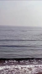 Beach-goers at Culdaff treated to sight of large pod of dolphins