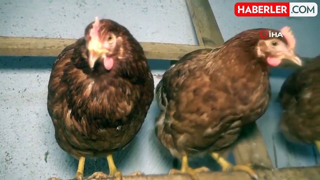 Haftada 1'den fazla yumurta yiyenlerde Alzheimer riski yüzde 47 daha düşük bulundu