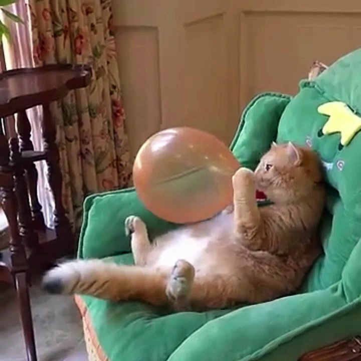 CAT FUN VIDEO