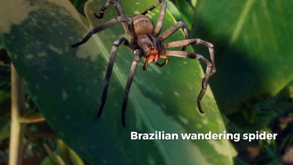 Some of the most dangerous creatures in the world