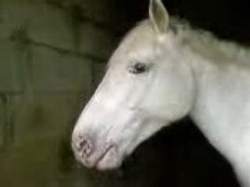 pepito (L)