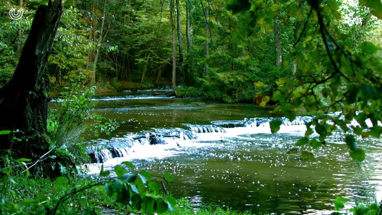 ASMR - The sound of running water and the sound of birds in the forest